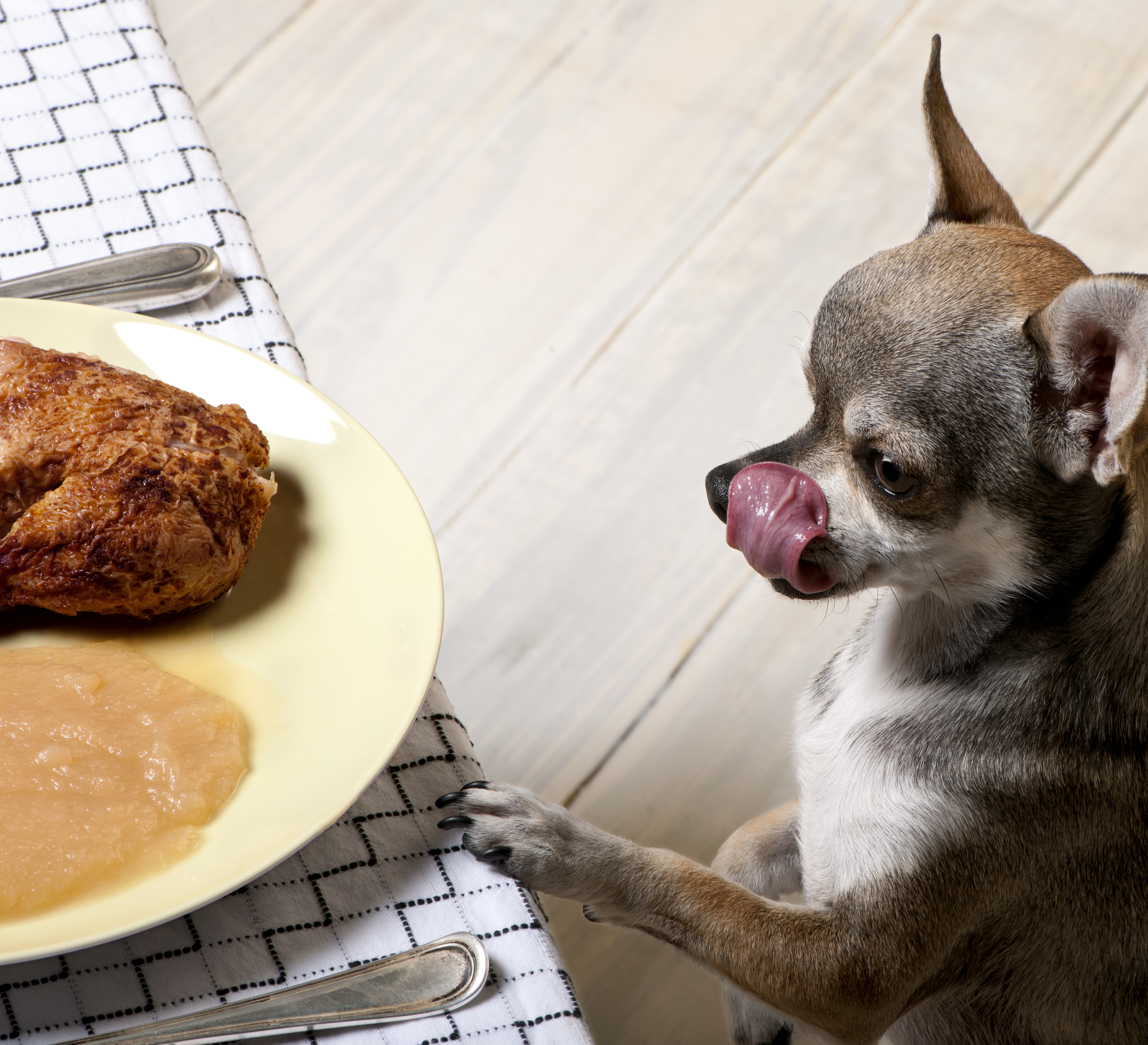 Chihuahua licking lips and looking at food on plate at dinner table