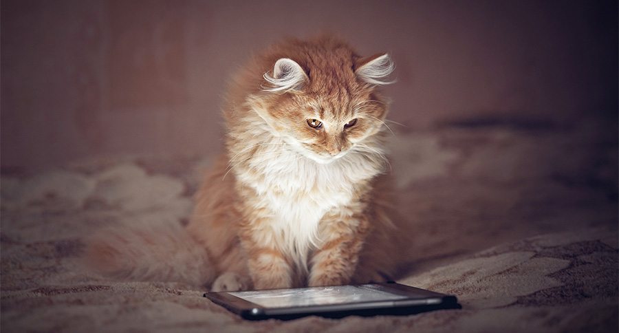 Watching cat 2025 videos