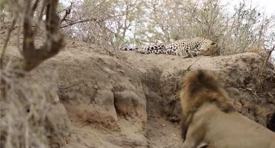 Now That's A Rude Awakening: Lion Evicts Sleeping Leopard From His Territory