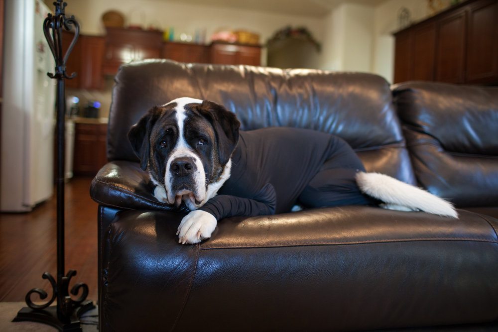 dog leotard