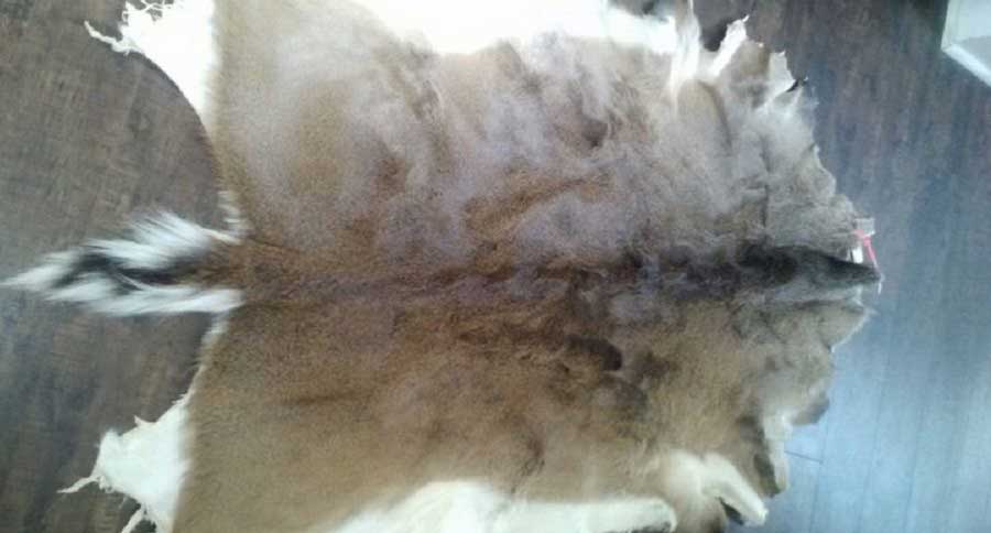 deer hide feature