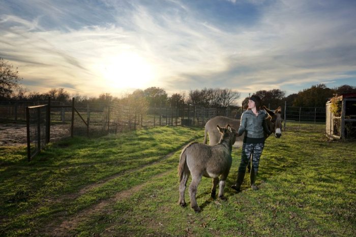 donkeys at Peaceful Valley Donkey Rescue