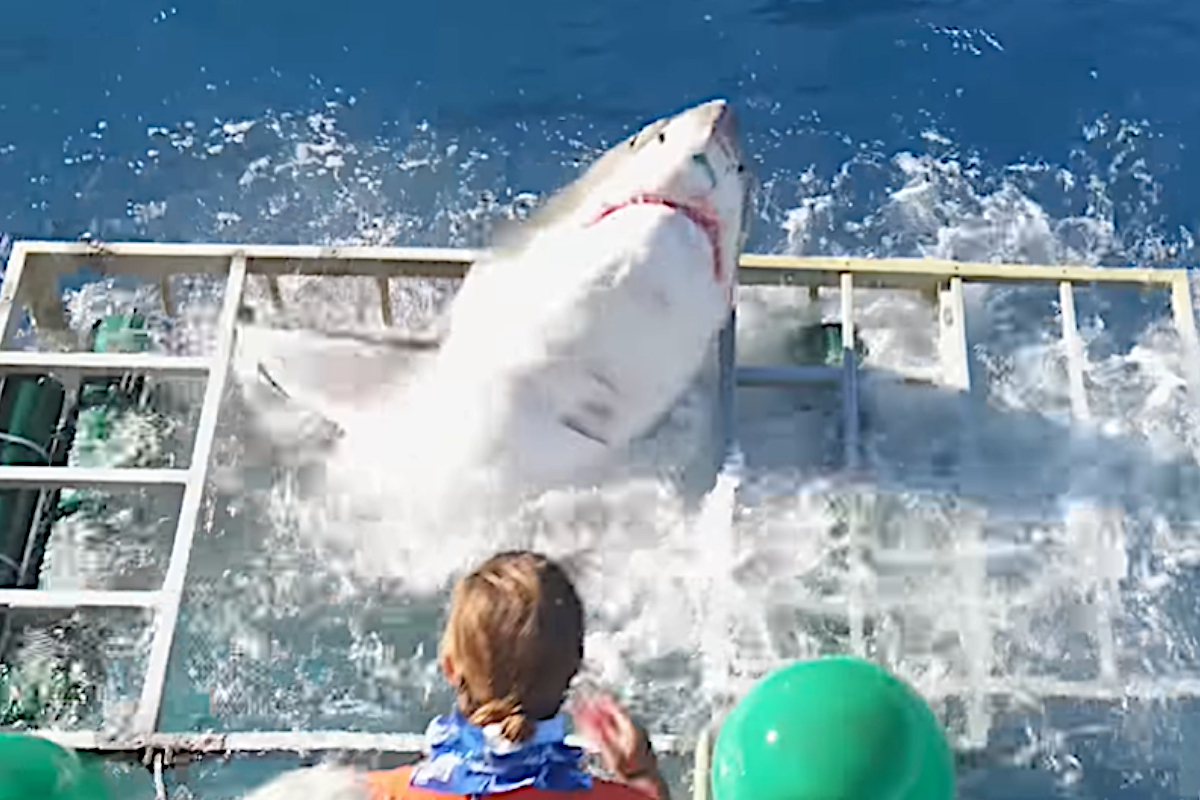 One Great White Shark Bites Another in Half - Wide Open Spaces