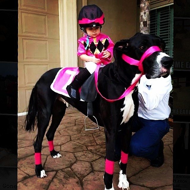 jockey and dog halloween costume