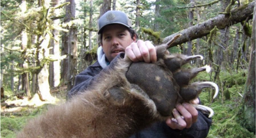 kodiak bears