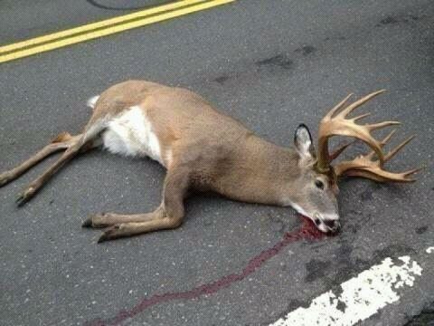 Huge buck hit by car 
