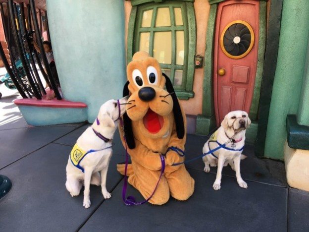 Service Dog Disneyland