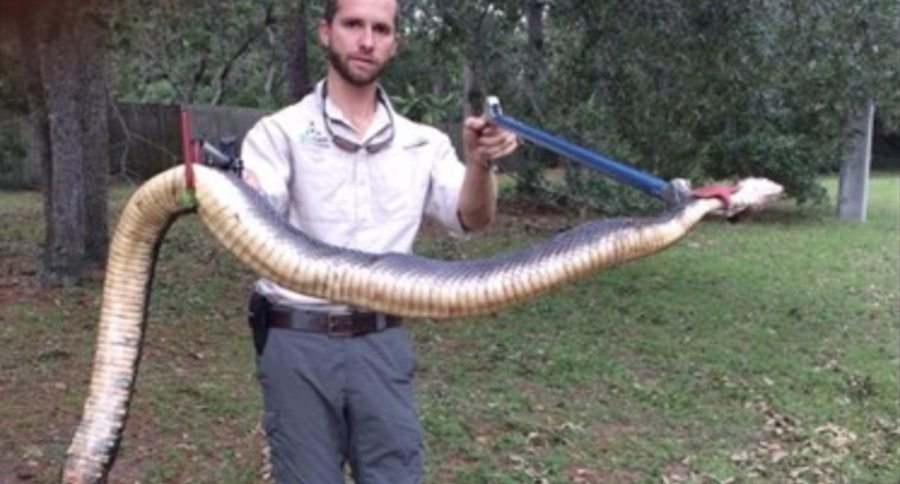 water moccasin