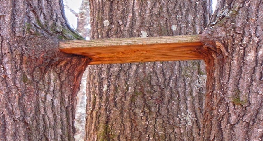 old treestands