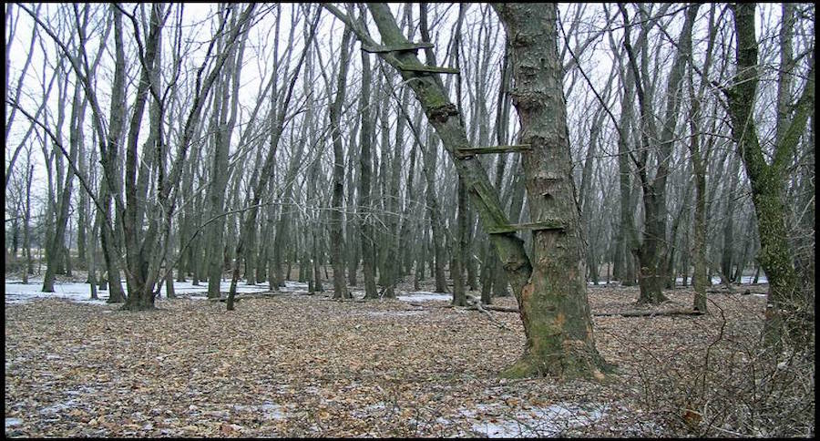 old treestands