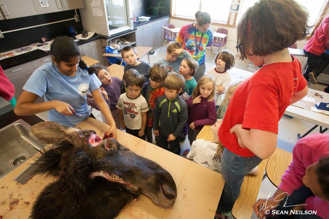 kindergarteners butcher a moose