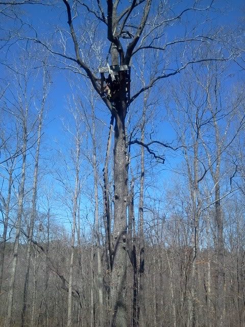 old treestands