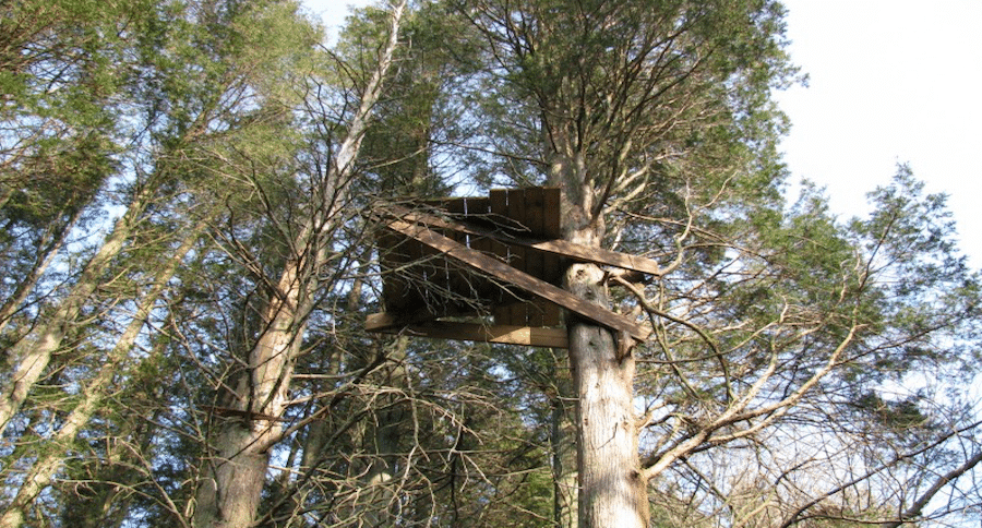 old treestands