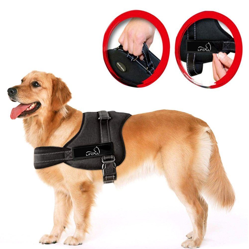 dog harness