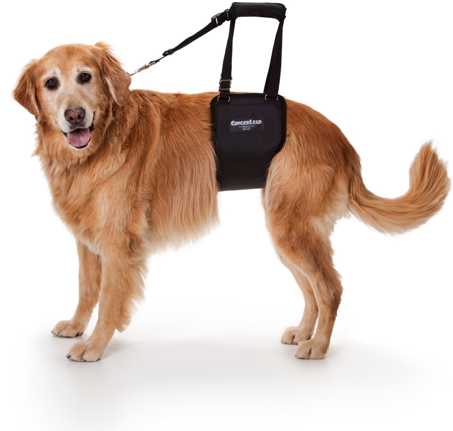 dog harness