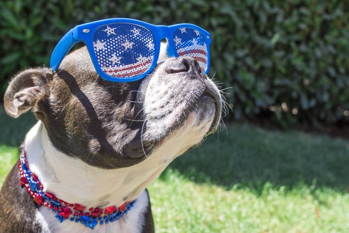 Cute Boston Terrier Dog Wearing Fourth of July Stars and Stripes Sunglasses and Necklace