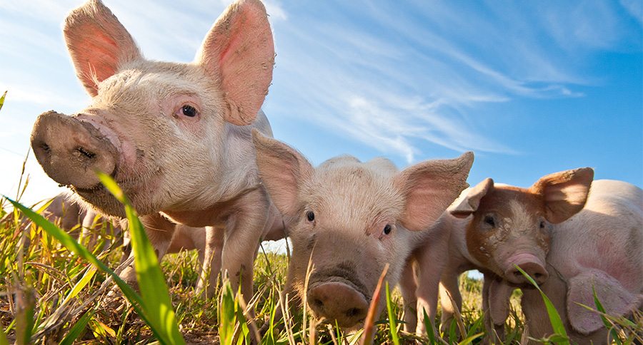 Some pigs in Dalarna, Sweden