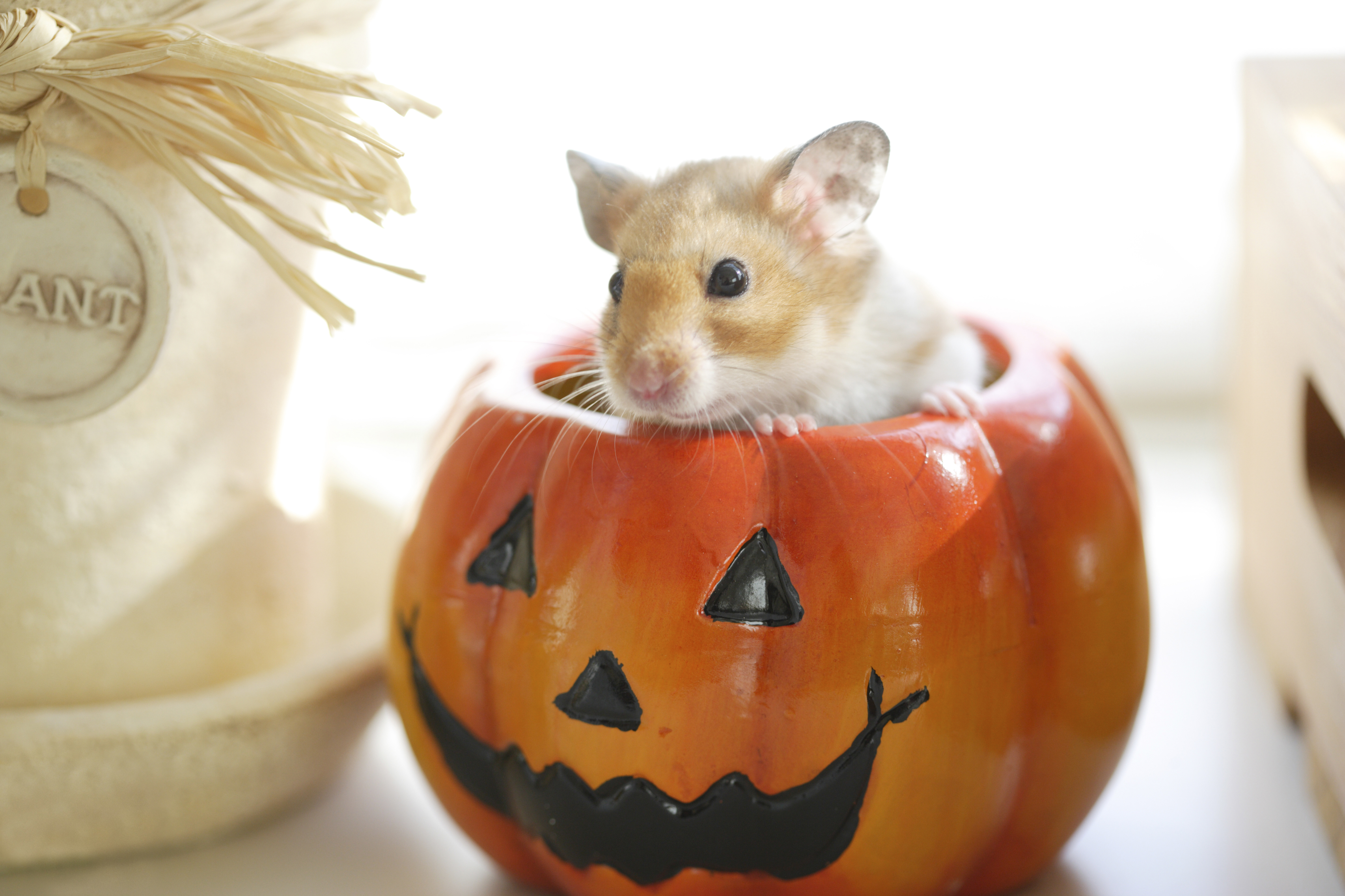 hamster in a pumpkin
