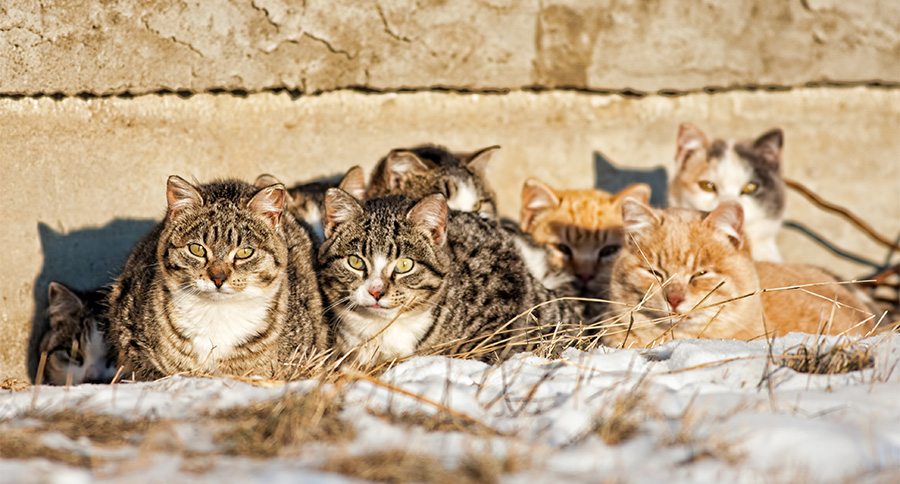 Feral Cats