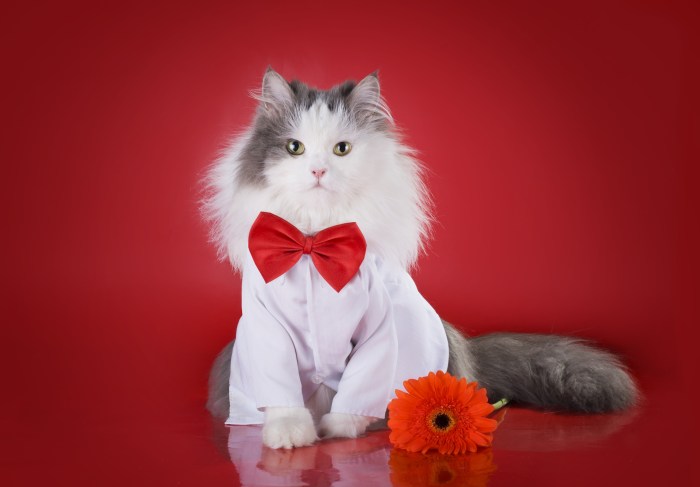 cat in a shirt and tie with a flower on a red background isolate