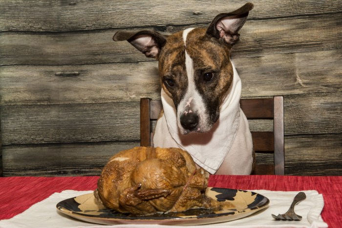 Begging for the Holiday Feast