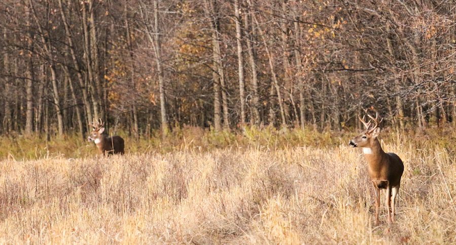 whitetail buck