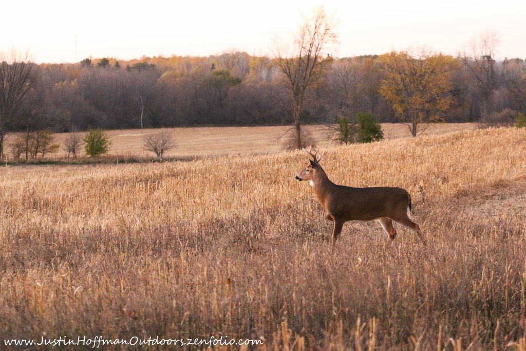 whitetail buck