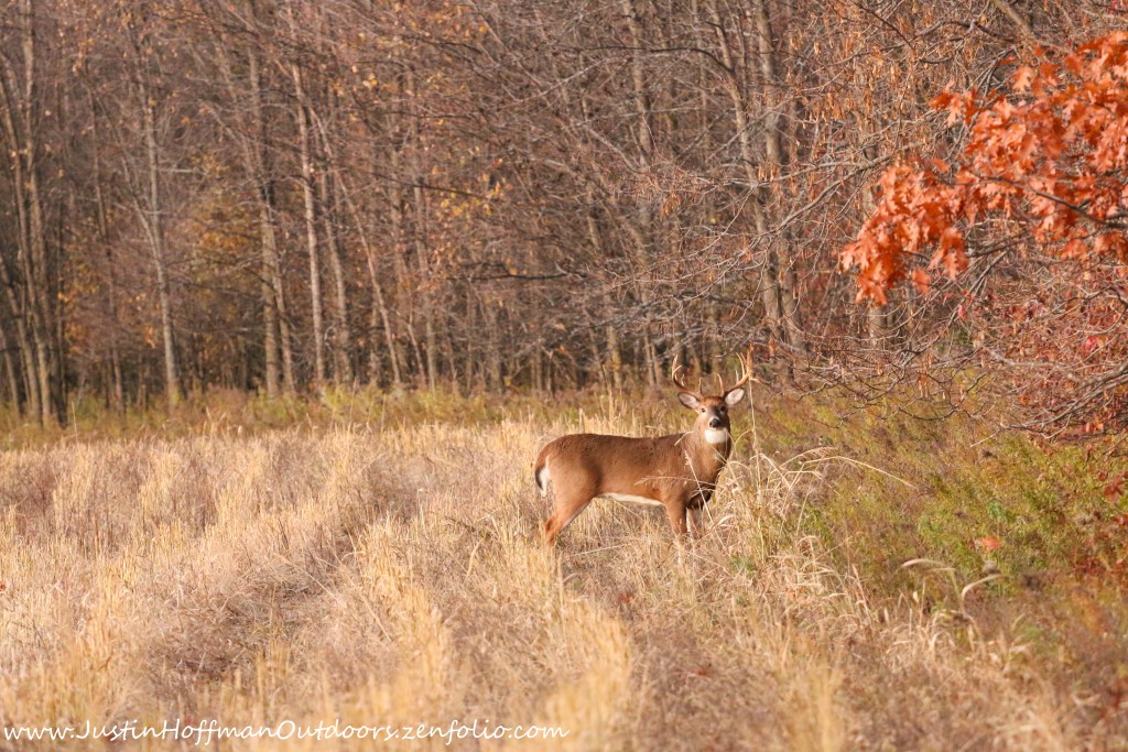 whitetail buck