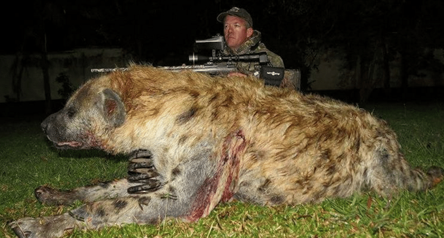huge hyena