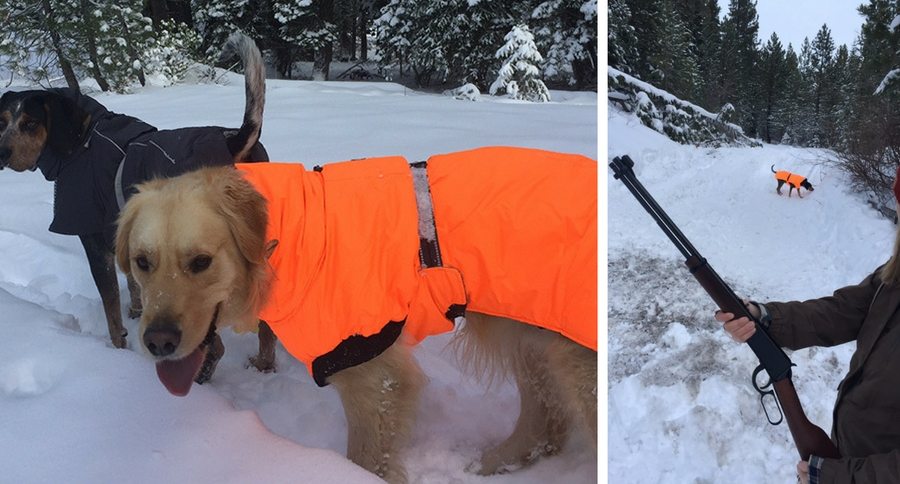 dogs in Hurtta jackets