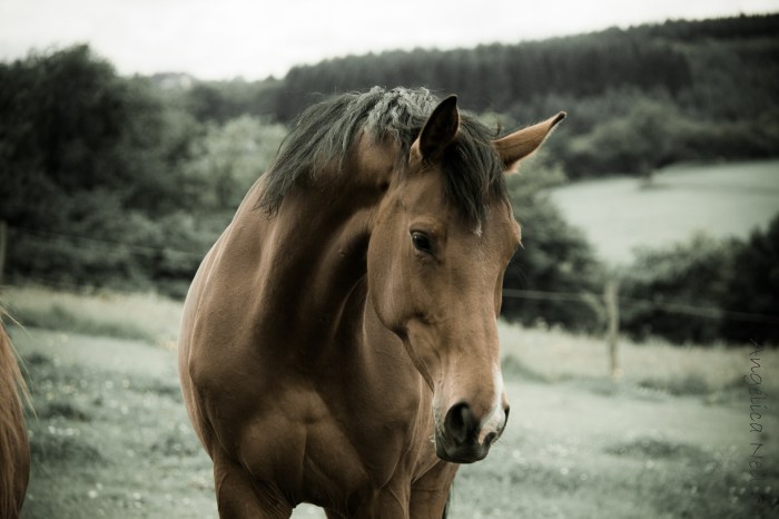 horse with grey background