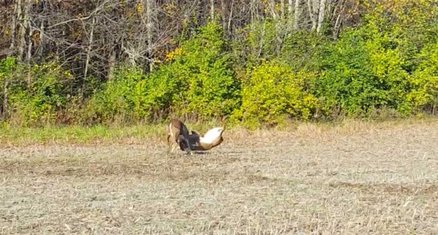 rutting ohio bucks