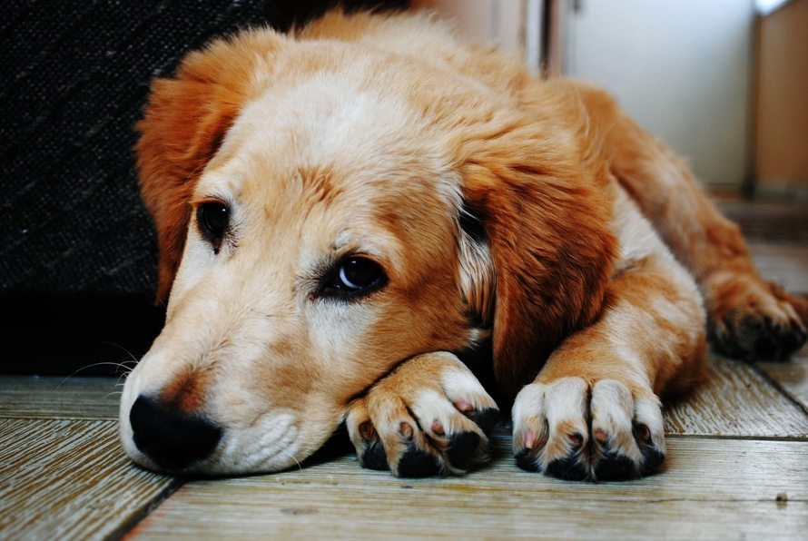 golden retriever laying down