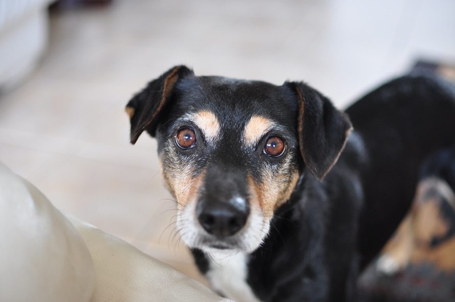 black and brown dog