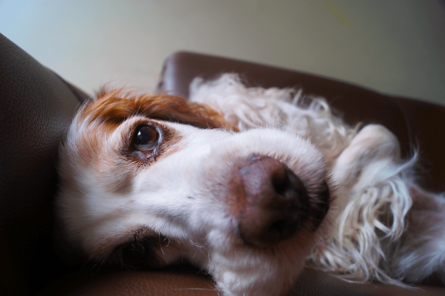 dog laying down