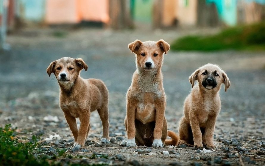 three brown puppies