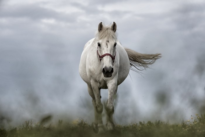 white horse in fog