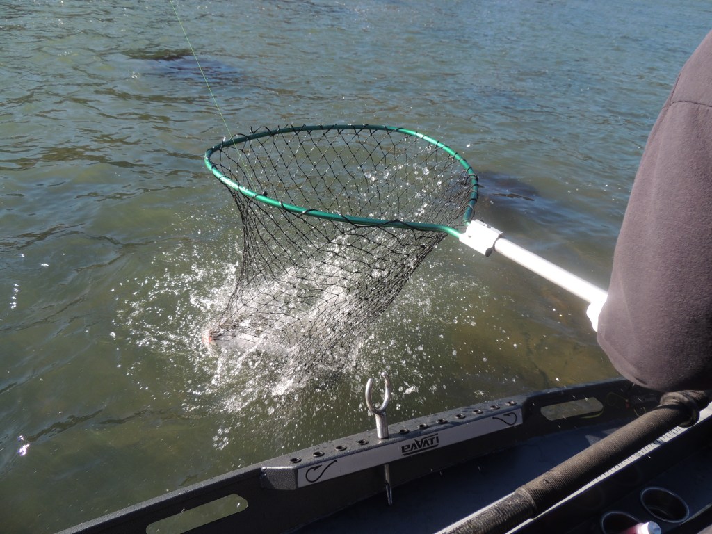 There may be fewer Chinook netted this coming season.