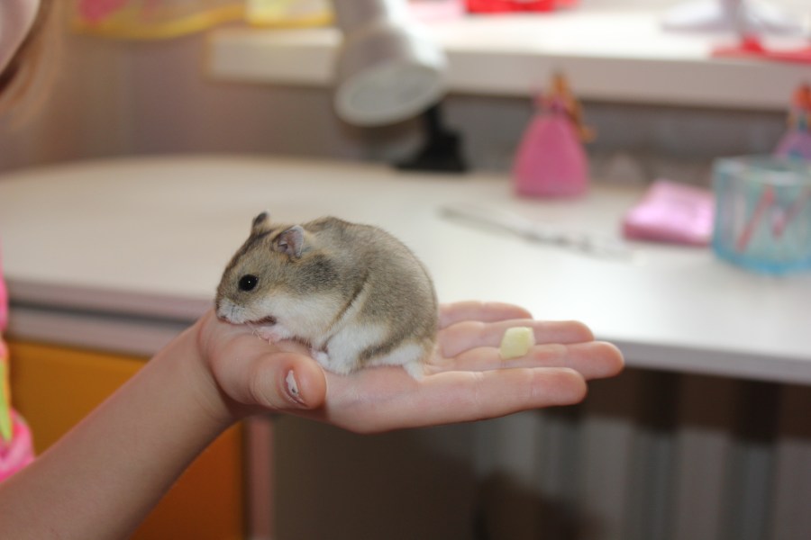 Hamster 