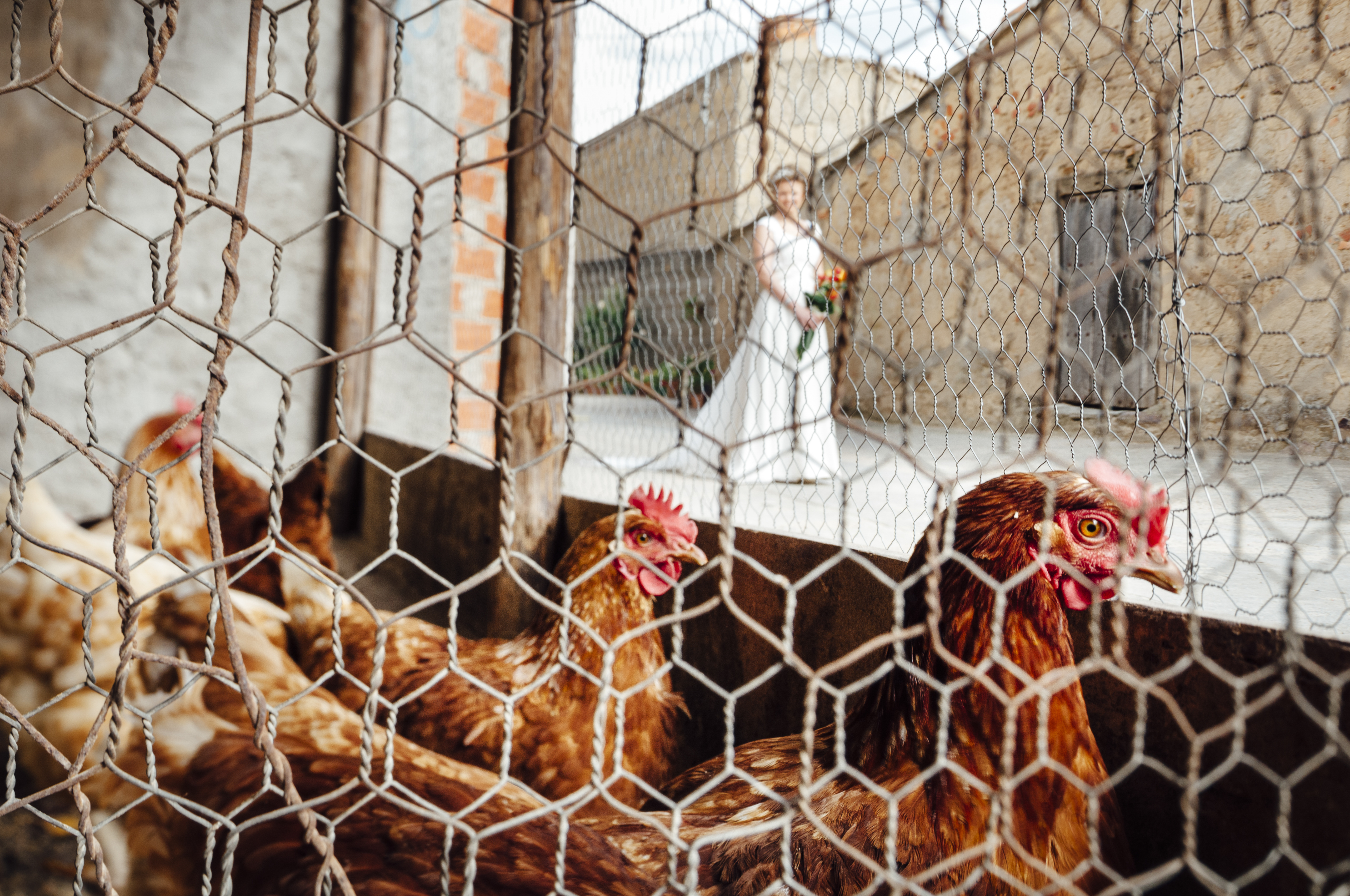 Chickens in a chicken coop with a bride in a background