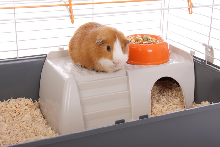 Guinea Pig 