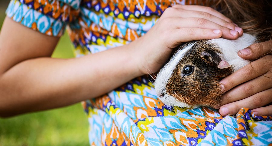 Little girl lying on grass and petting guinea pig.