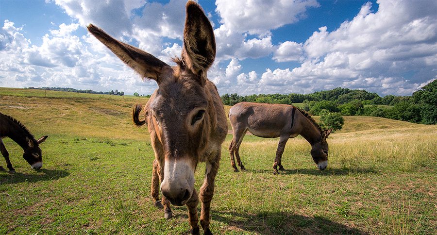 Grazing donkeys