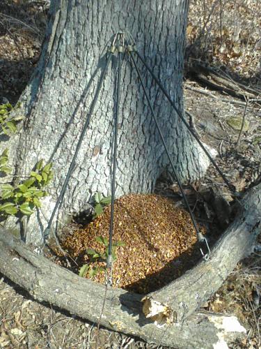 antler trap ideas