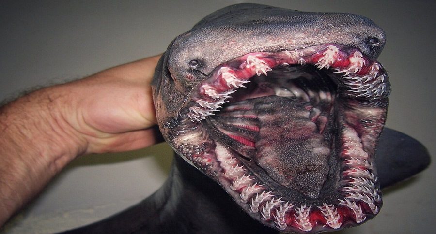 scary looking creatures