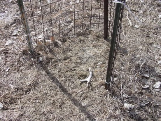 Antler trap ideas