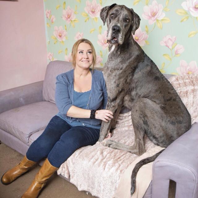big dog sitting next to woman on sofa