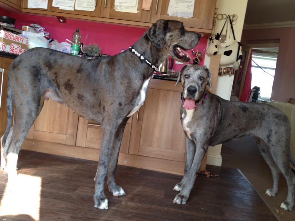 two great danes