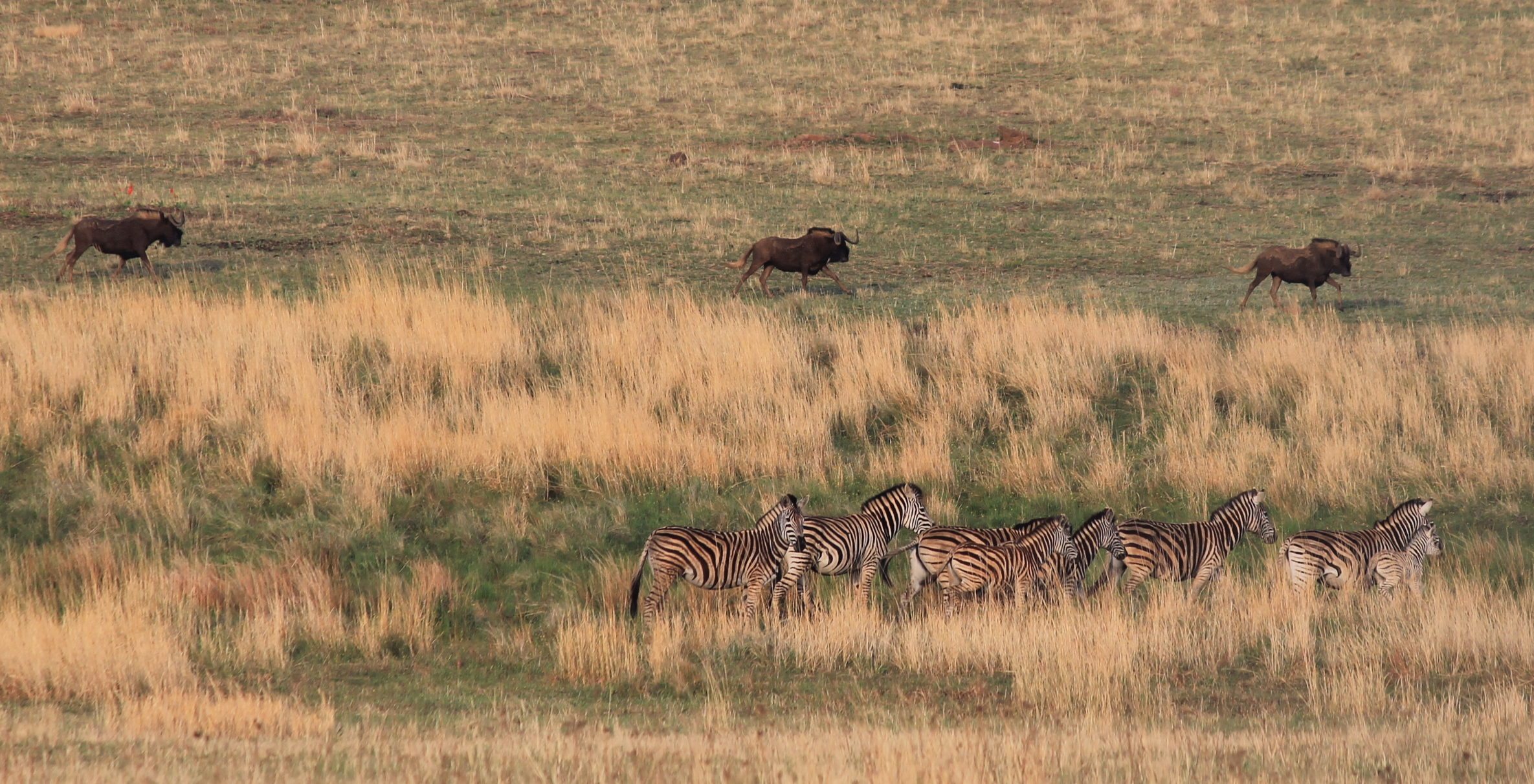 Here's How Much An African hunting Safari Costs wildebeest zebra