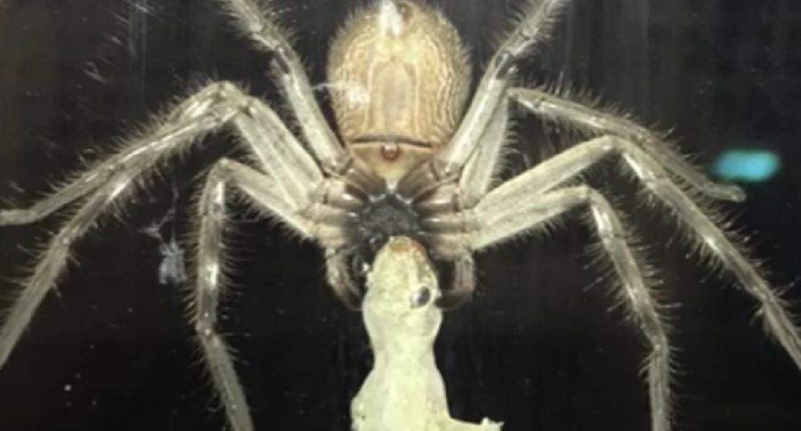 Australian spiders will eat anything